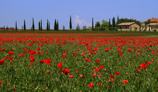 Tuscany by Massimo Valiani